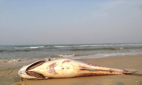 Nước biển ở Thừa Thiên - Huế nhiễm độc kim loại nặng. Ảnh: Điền Quang.