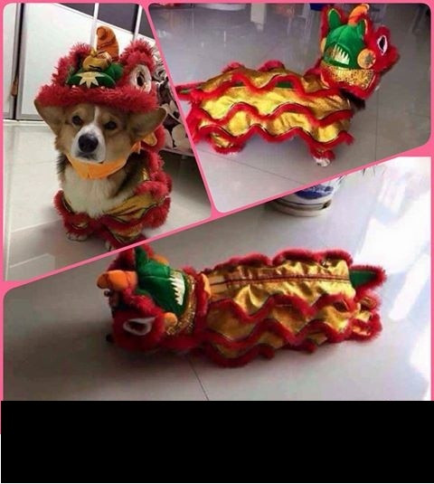 Chú chó Corgi trong bộ trang phục múa lân cùng trở thành chủ đề vô cùng hot trong cộng đồng mạng trong dịp Tết vừa qua.