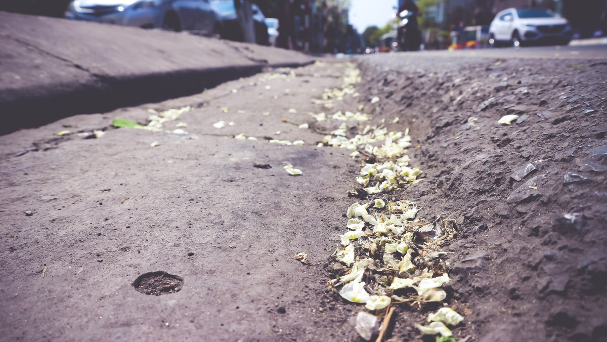 Khi rụng hoa sưa có thể rơi trắng cả một tuyết phố trông như con đường trong tuyết ở một xứ sở châu Âu.