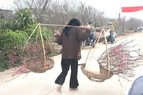 Tết về, chẳng phân biệt nhà giàu hay nghèo, mua được gốc đào đẹp trưng nhà thì vui phải biết. Nhưng giờ mọi thứ đã thay đổi, thay vì đào truyền thống thì đó là những loại hoa nhập ngoại.