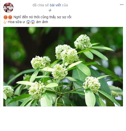 Quá mạnh, quá nồng, quá nhiều - 3 yếu tố quá đà này đã khiến cho nhiều người phải nhăn nhó và trở nên "kỳ thị" hoa sữa, đến mức sẵn sàng tìm cách ngầm "hạ thủ" bớt những cây trồng phía trước khu vực nhà của họ.