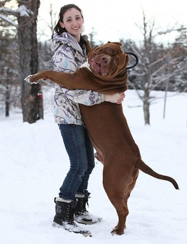 Hulk có thể là chú chó pitbull to nhất thế giới, và nó vẫn còn đang lớn