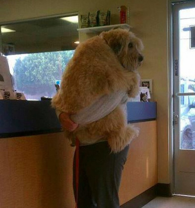 Chú chó đang cố gắng trốn bác sĩ thú y