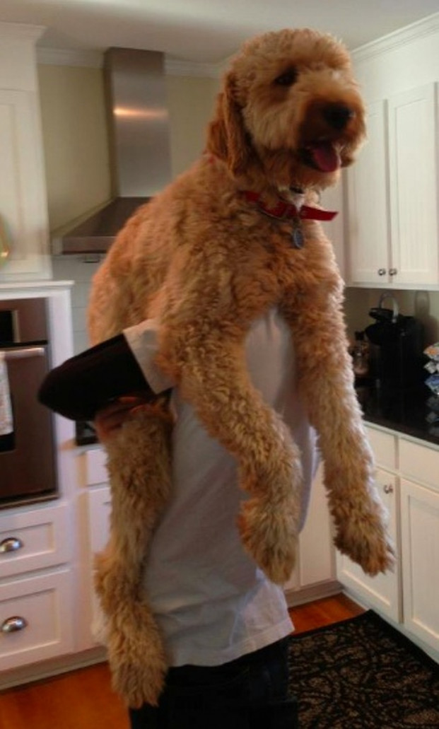 Không bao giờ là quá to để được chủ ôm