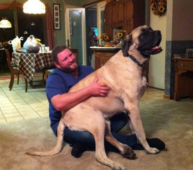 Nó không còn bé bỏng nữa nhưng vẫn thích ngồi trong lòng tôi... Tôi cao hơn 1,8 m đấy