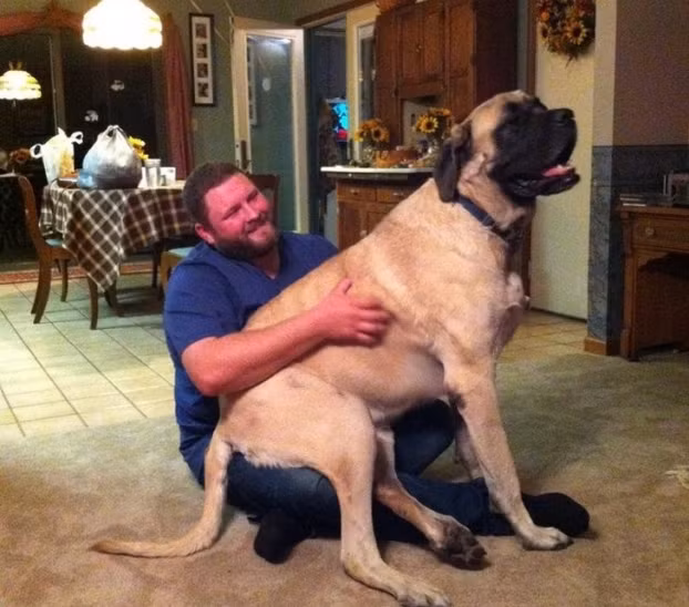 Nó không còn bé bỏng nữa nhưng vẫn thích ngồi trong lòng tôi... Tôi cao hơn 1,8 m đấy