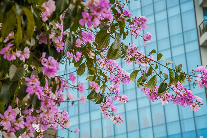 Hoa bằng lăng khi mới nở sẽ có màu tím sẫm, và rồi nhạt dần trước khi rụng.