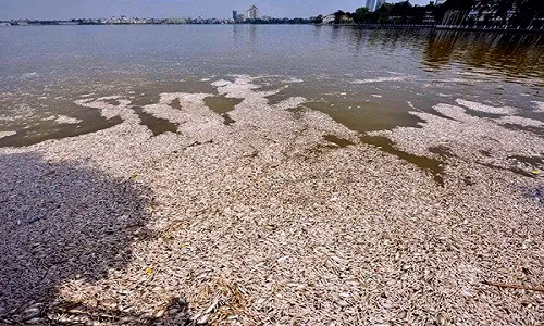 Hình ảnh cá chết hàng loạt ở Hồ Tây sáng 2/10.