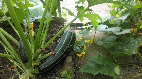 Chia sẻ kinh nghiệm làm vườn, anh Hùng cho hay, anh thường dùng phân chuồng xin từ các trại chăn nuôi và phân ủ từ rau củ, hoa quả hư hỏng.... bón cho cây. Đặc biệt, anh vẫn áp dụng "nhất nước, nhìn phân, tam cần, tứ giống", để có được vườn rau xanh tốt như bây giờ.