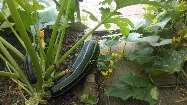 Chia sẻ kinh nghiệm làm vườn, anh Hùng cho hay, anh thường dùng phân chuồng xin từ các trại chăn nuôi và phân ủ từ rau củ, hoa quả hư hỏng.... bón cho cây. Đặc biệt, anh vẫn áp dụng "nhất nước, nhìn phân, tam cần, tứ giống", để có được vườn rau xanh tốt như bây giờ.