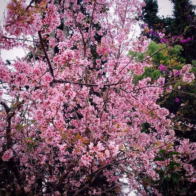 Với sắc hồng phớt của mình, mai anh đào mang đến vẻ đẹp dịu dàng khiến các bạn trẻ ngỡ như đang có mặt tại đất nước Nhật Bản.