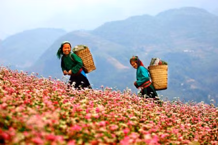 Lũng Cú cách Dinh họ Vương khoảng 20km. Đây là điểm địa đầu của Tổ quốc với cột cờ Lũng Cú. Bên cạnh đó Lũng Cú cũng có những cánh đồng hoa tam giác mạch hút hồn người ngắm.
