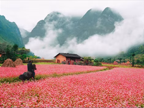 Tại đường lên cột cờ Lũng Cú có rất nhiều cánh đồng hoa tam giác mạch bạt ngàn, các bạn có thể thỏa sức chiêm ngưỡng và chụp ảnh cùng hoa tam giác mạch.