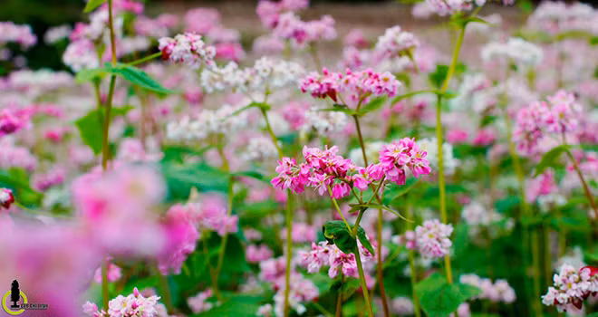 Hoa tam giác mạch ở Lũng Táo được trồng rải rác bên sườn đồi, tuy nhiên để ngắm nhìn những thung lũng hoa đẹp các bạn phải leo lên rất cao.