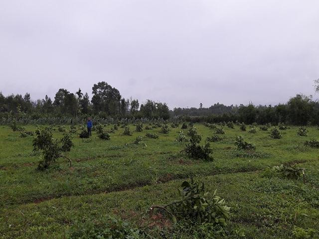 Tan cung khon nan: Vuon buoi Phuc Trach bi chat pha tan hoang