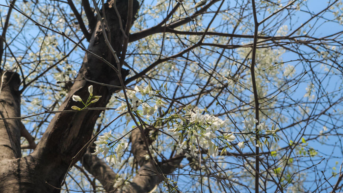 Hoa sưa đẹp nhưng mùa lại ngắn, hoa nở rất nhanh nhưng cũng chóng lụi tàn. Hoa sưa có thể nở trắng trời mà không hẹn trước, nhưng chỉ cần qua một đêm, hoa lại nhanh chóng rụng rơi theo gió, nhường chỗ cho sắc lá xanh non.