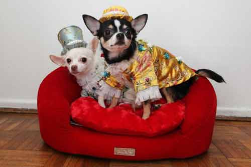 Cặp đôi Chihuahua trông vô cùng quý tộc trong bộ trang phục do chính cô chủ thiết kế. Ảnh sử dụng trong bài: Sưu tầm Facebook.