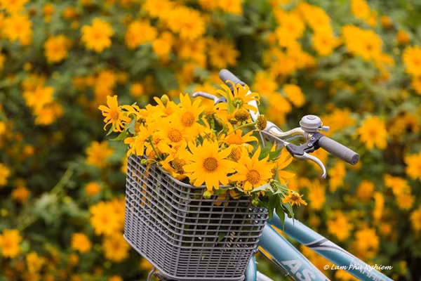 Giống như Đà Lạt, Dran vào cuối tháng 11 cũng tràn ngập trong sắc hoa dã quỳ.