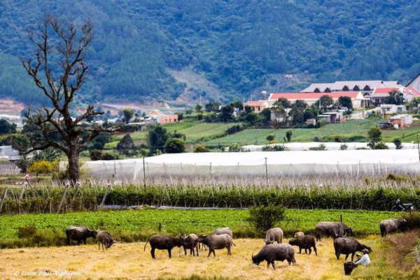 Dran không chỉ có hoa dã quỳ mà cảnh đẹp tự nhiên rất phong phú. Bạn sẽ có dịp trở về với thiên nhiên, sống cuộc sống chậm với những ngọn núi mờ xa, con đèo quanh co uốn lượn, trang trại xanh mướt rau quả cùng từng đàn trâu lững thững trên cánh đồng.