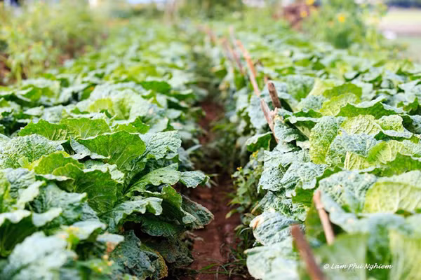 Nếu bạn là phượt thủ thích khám phá và thử thách, đèo Dran và đèo Ngoạn Mục là hai chặng đường mang đến cho bạn những cảm giác phiêu lưu, mạo hiểm.