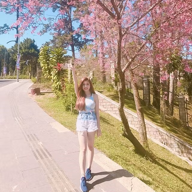 Lễ hội hoa mai anh đào Đà Lạt lần đầu tiên được diễn ra và hứa hẹn sẽ mang đến cho người dân, du khách những trải nghiệm mới với loài cây hiếm này.