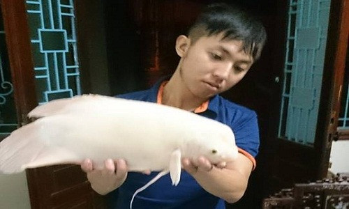 Cau duoc “quai ngu” ky la o ho Tay-Hinh-2