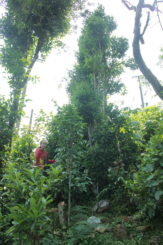 Qua mùa xuân, lá chè xanh non bán với giá 20.000 đồng/bó. Ảnh: NGUYỄN TRANG