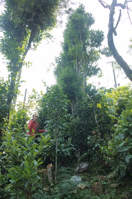 Qua mùa xuân, lá chè xanh non bán với giá 20.000 đồng/bó. Ảnh: NGUYỄN TRANG