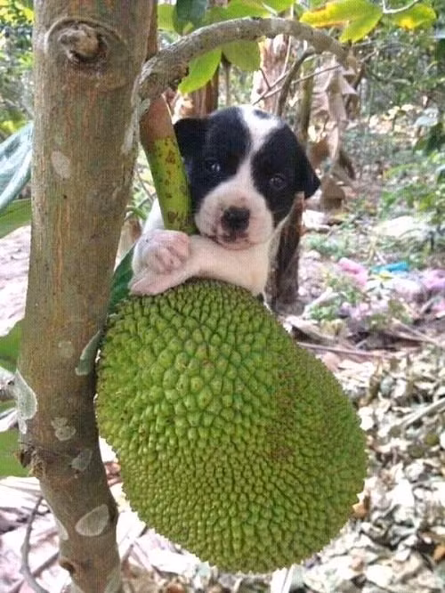 Không chỉ có khóa, xích, nhiều người còn huấn luyện cho các chú chó để bảo vệ các cây trái trong vườn nhà trước sự "tăm tia" của những tên bẻ trộm trái cây.