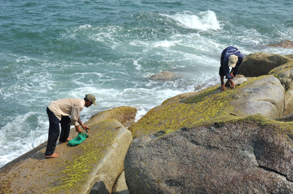 Ky la loai rau lan tan, song danh am am van xanh