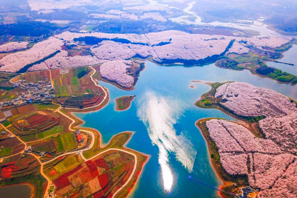 Muôn hoa nở rộ khoe sắc, mang lại sự tươi mới của mùa xuân.