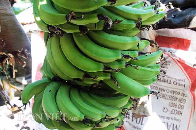 Bà Hà nói, gia đình đã trồng chuối hơn 6 năm nay, nhưng đây là lần đầu tiên mới thấy buồng chuối trổ dị như vậy. Buồng chuối lạ nên đã thu hút nhiều người đến xem. Hiện nhiều người đã tỏ ý muốn mua cả buồng chuối này của bà Hà với giá rất cao, nhưng bà không bán.