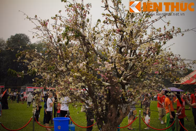 Lec hoi hoa anh dao lan hai o Ha Noi gay that vong