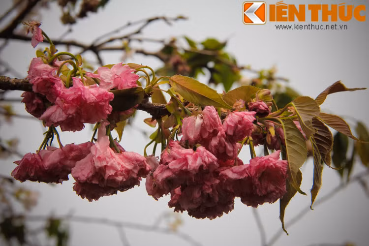 Đây là một lễ hội được tổ chức do cơ quan xúc tiến hợp tác Nhật - Việt và nó là sự kiện thường niên vào trung tuần tháng 4 hàng năm.