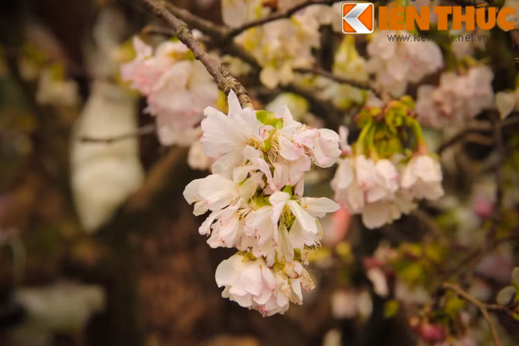 Lễ hội hoa Sakura là sự kiện được rất nhiều bạn trẻ yêu văn hóa Nhật cũng như giới trẻ Thủ Đô háo hức. Thế nhưng ở lần tổ chức này, nhiều người đã cảm thấy thất vọng tràn trề.