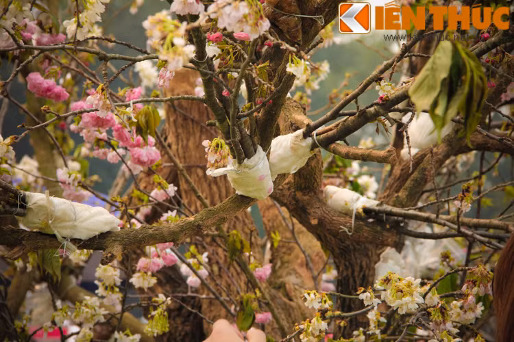 Chỉ có duy nhất một cây hoa Anh Đào được ban tổ chức mang đến lễ hội và tình trạng của cây hoa này đang héo úa do tác nhân thời tiết.