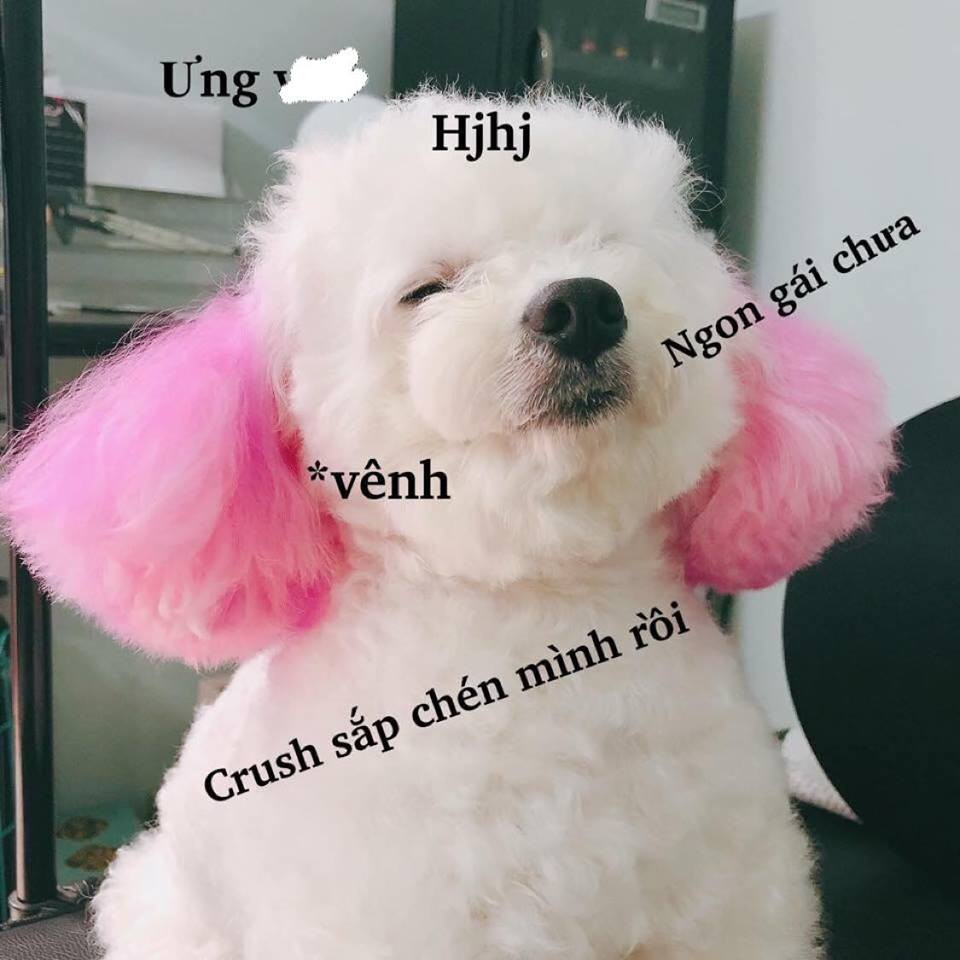 Bài viết đã đăng tải những hình ảnh trong quá trình tân trang bộ lông cho chú chó poodle trắng muốt. Cụ thể là bộ bông ở hai bên tai của chú thú cưng này được nhuộm màu hồng dễ thương.
