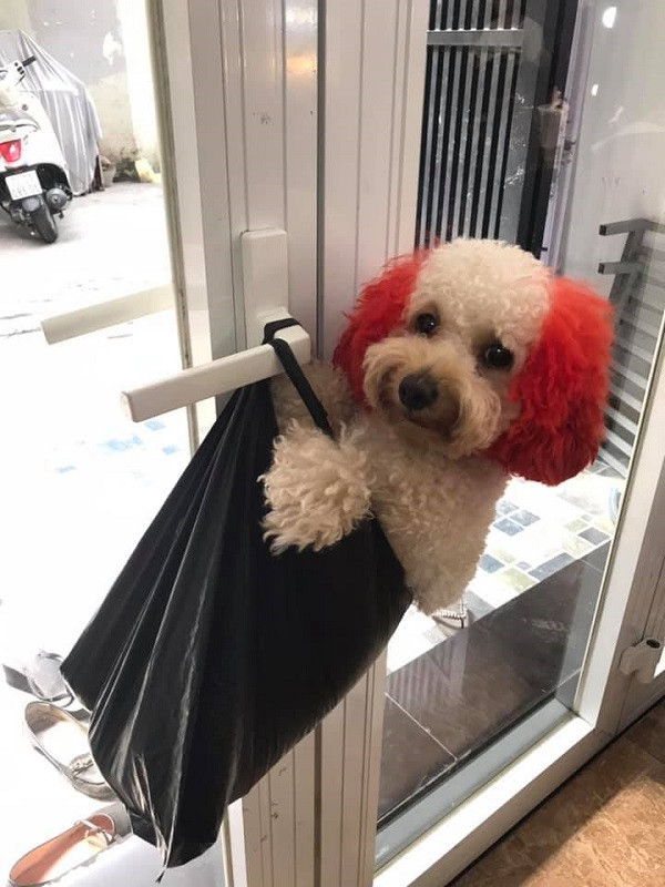 Bên cạnh ngắm nhìn bộ ảnh tân trang cho "boss" trước Giáng sinh, nhiều dân mạng cũng được dịp khoe chú chó nhà mình cũng được đại tu nhan sắc để chuẩn bị đón các dịp lễ tết liên tục cuối năm như Tết dương lịch hay Tết âm lịch sắp tới.