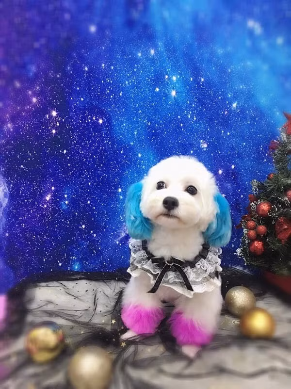 Rất nhiều dân mạng đã bày tỏ sự thích thú về bộ tóc mới của chú poodle này như: "Nhìn mặt mà thấy cưng quá à. Hai bên tai có bộ lông hồng hồng yêu ghê", "Tết này bé có bộ tóc mới rồi, đẹp ghê nha".....