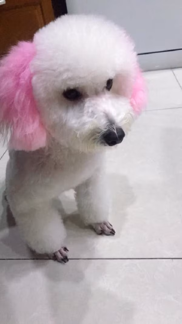 Mặc dù bộ lông của chú poodle này có hơi xù xì nhưng với màu sắc nổi bật từ hai bên tai điểm trên nền trắng đã khiến không ít người phải thốt lên rằng: "Dễ thương quá đi!".