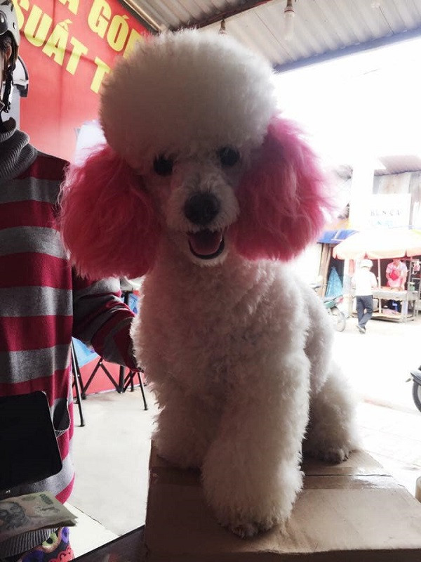 Nhuộm lông thôi chưa đủ, boss cũng cần đi tỉa tót lại bộ lông cho xù và mượt hơn.