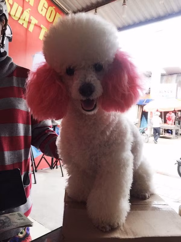 Nhuộm lông thôi chưa đủ, boss cũng cần đi tỉa tót lại bộ lông cho xù và mượt hơn.