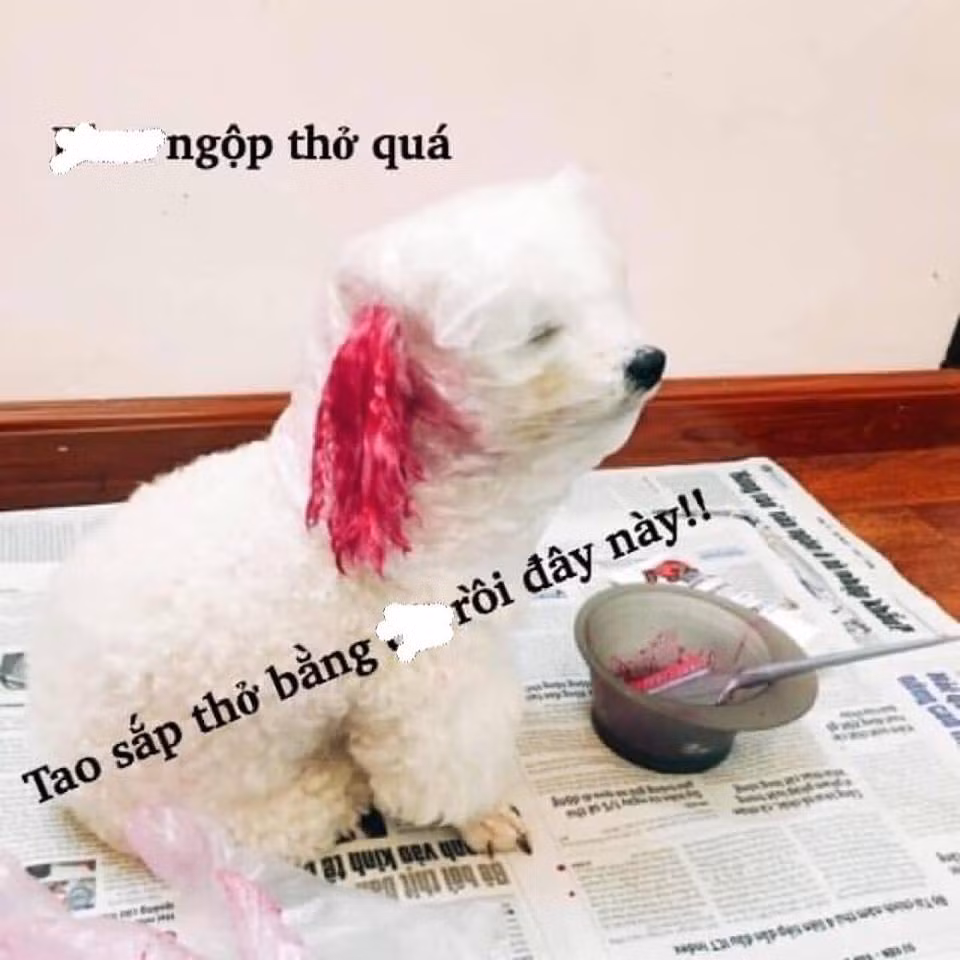 Mới đây, trên một fanpage đã chia sẻ về một bí kíp để tân trang nhan sắc cho các "boss" chuẩn bị đón lễ Giáng sinh khiến nhiều người yêu động vật phải quan tâm.