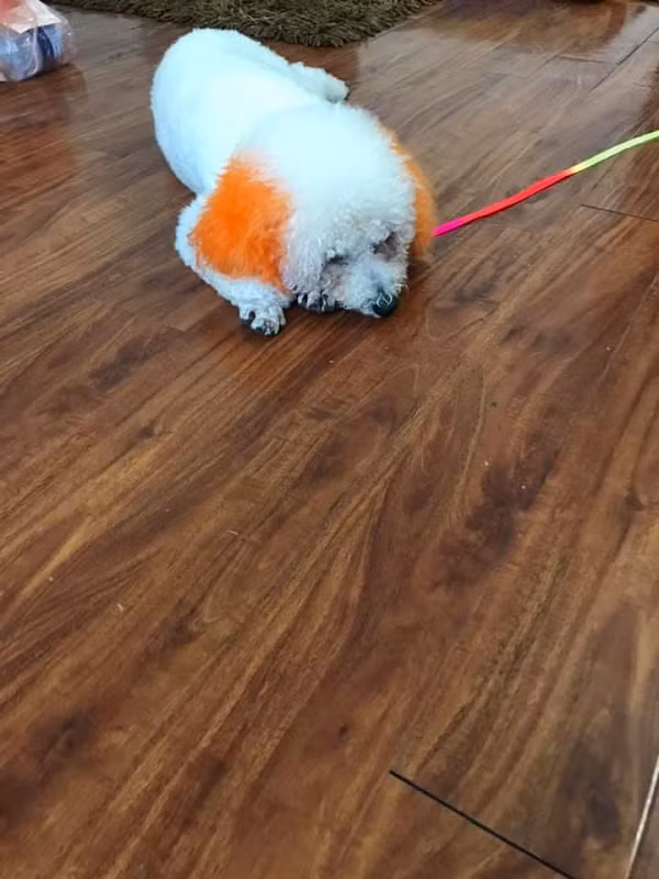 Đâu chỉ có màu hồng, màu cam cũng đẹp chứ khi nổi bật trên nền trắng của bộ lông các "boss".