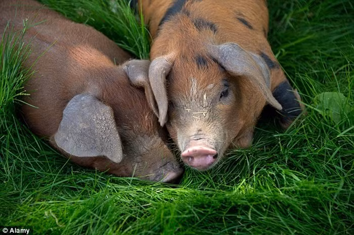 Khách ở được thưởng thức món thịt lợn khô hoặc món kẹo Percy Pig.