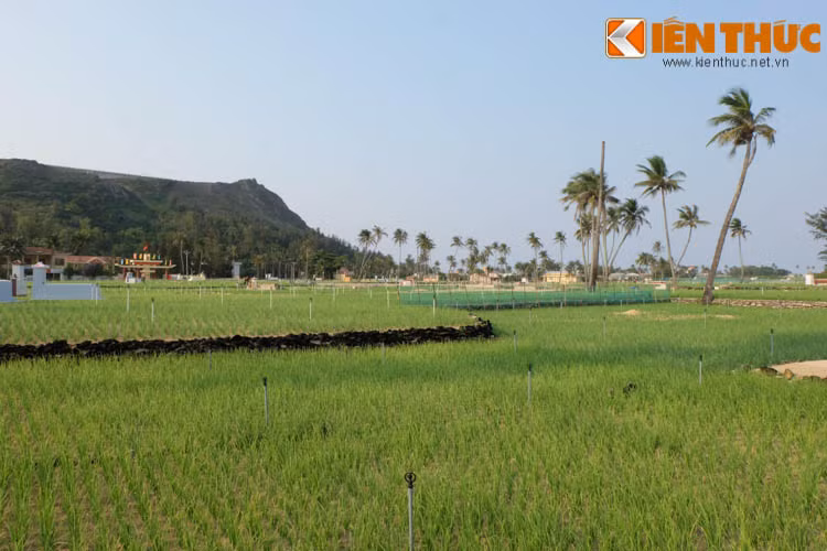 Lý Sơn nổi tiếng với tỏi đen. Những cánh đồng tỏi nơi đây được người dân chăm sóc rất tỉ mỉ.