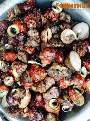 Ốc xà cừ cũng là ăn rất đặc biệt của đảo Lý Sơn. Món này được người dân trên đảo Lý Sơn hấp với gừng ăn rất ngon.