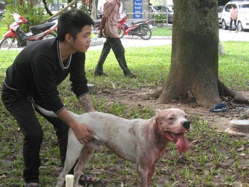 Theo chia sẻ của một nhóm thành viên chơi chọi chó thì những chú khuyển họ mua về với giá cả chục triệu đồng, nuôi ăn uống, huấn luyện và khi đã trưởng thành thì đưa chúng đi "chiến đấu".