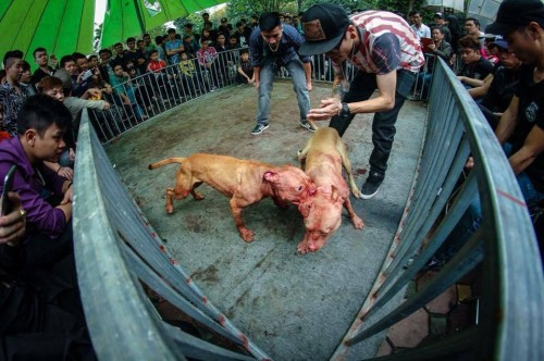 Nỗi bức xúc khi phải chứng kiến cảnh tượng đẫm máu trong cuộc chọi chó đang lan rộng mạnh mẽ trong cộng đồng. Đã có rất nhiều ý kiến lên án hành động nhẫn tâm của cả người nuôi chó lẫn những người vô tâm cổ vũ cuộc đấu.