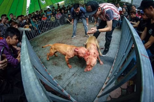 Nỗi bức xúc khi phải chứng kiến cảnh tượng đẫm máu trong cuộc chọi chó đang lan rộng mạnh mẽ trong cộng đồng. Đã có rất nhiều ý kiến lên án hành động nhẫn tâm của cả người nuôi chó lẫn những người vô tâm cổ vũ cuộc đấu.